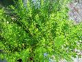 Sweet Broom / Cytisus x spachianus  
